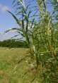 /album/biocombustiveis/bioenergy8-jpg/
